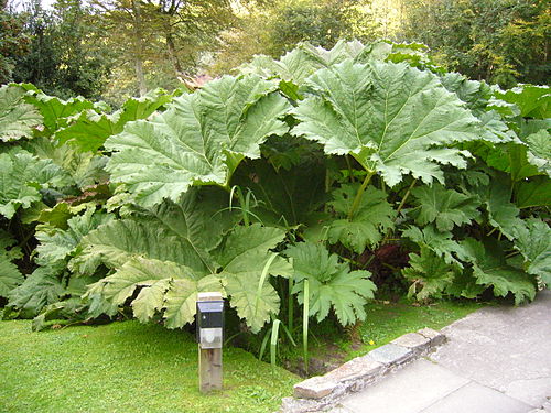 Gunnera manicata